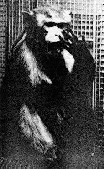 Isolation-reared monkey; image 1