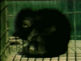 In isolatie opgegroeid aapje dat met zijn hoofd en lichaam schommelt